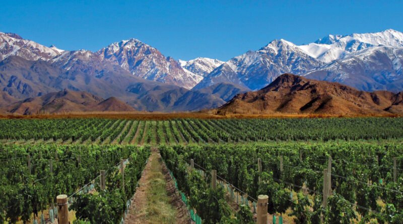 Vino, naturaleza y aventura: propuestas para descubrir la identidad cuyana en Mendoza y San Juan